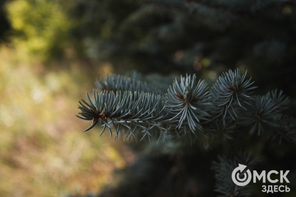 Омичам рассказали, как планируют изменить облик дендросада им. Гензе