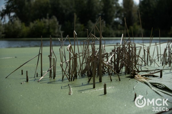 Омичам рассказали, как планируют изменить облик дендросада им. Гензе