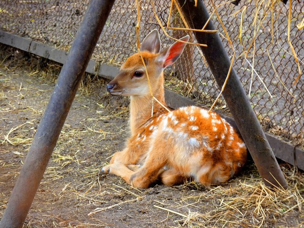 Чеснок и лук для обезьян. Рассказываем о жизни Большереченского зоопарка