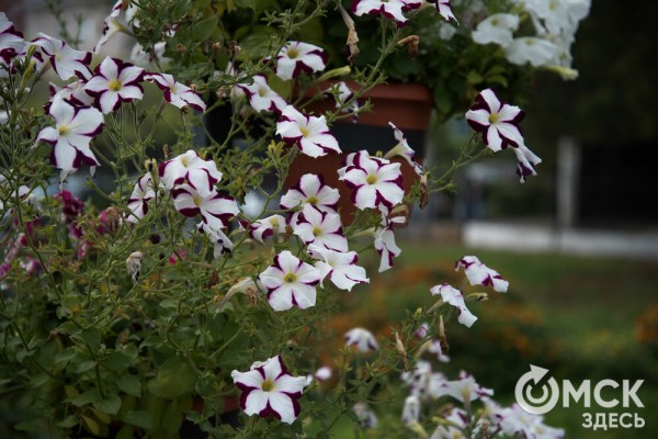 Омичам рассказали, как планируют изменить облик дендросада им. Гензе