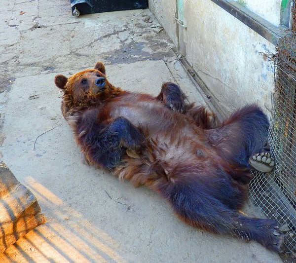 Чеснок и лук для обезьян. Рассказываем о жизни Большереченского зоопарка