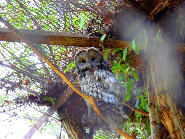 Чеснок и лук для обезьян. Рассказываем о жизни Большереченского зоопарка