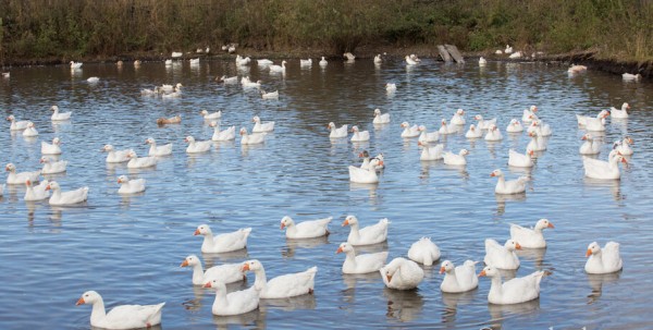 Треть районов Омской области поражена птичьим гриппом