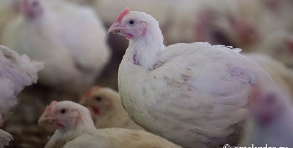 В Омской области зафиксировали три вспышки птичьего гриппа