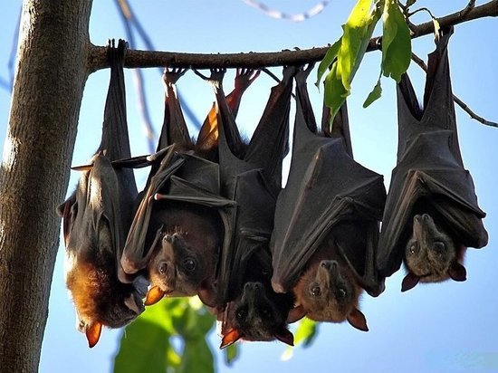 Озвучена новая версия появления коронавируса