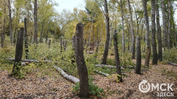 В Советском парке вырубают тополя и садят туи В Советском парке вырубают тополя и садят туи
