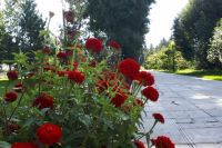 Омичи обсудят развитие дендросада до общественных слушаний Омичи обсудят развитие дендросада до общественных слушаний