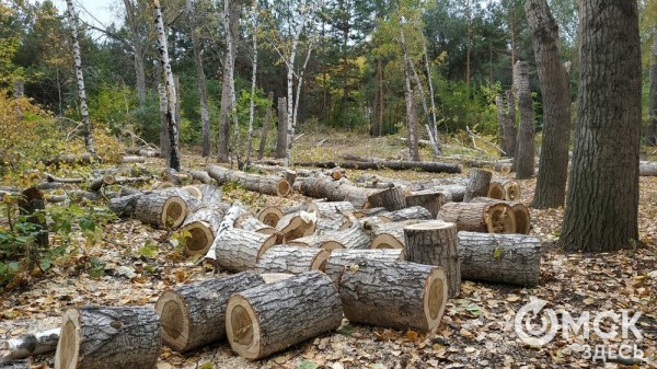 В Советском парке вырубают тополя и садят туи В Советском парке вырубают тополя и садят туи