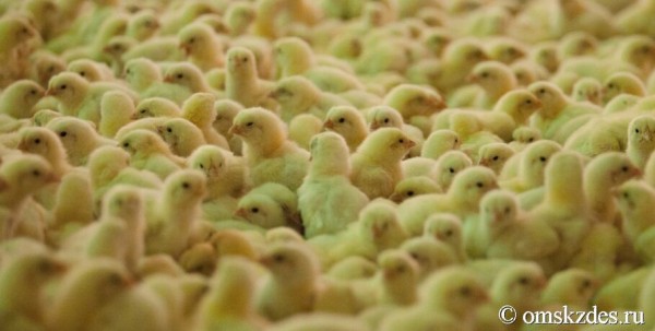 Казахстан и Белоруссия отказались от омской птицы