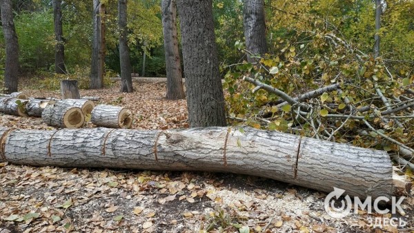 В Советском парке вырубают тополя и садят туи В Советском парке вырубают тополя и садят туи