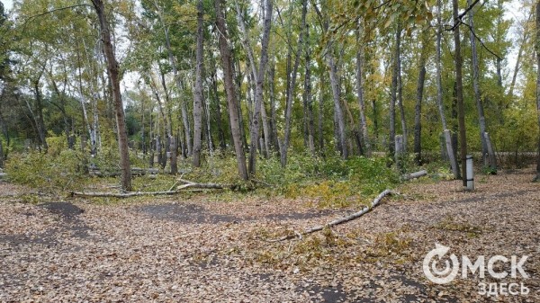 В Советском парке вырубают тополя и садят туи В Советском парке вырубают тополя и садят туи