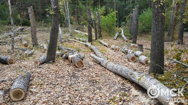 В Советском парке вырубают тополя и садят туи В Советском парке вырубают тополя и садят туи