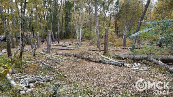 В Советском парке вырубают тополя и садят туи В Советском парке вырубают тополя и садят туи
