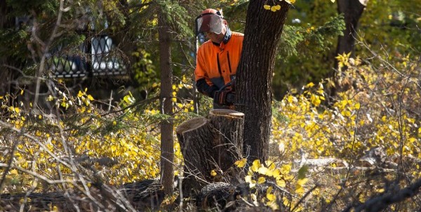 В Советском парке вырубают тополя и садят туи В Советском парке вырубают тополя и садят туи