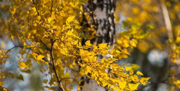 В омских лесах пропала ещё одна грибница В омских лесах пропала ещё одна грибница