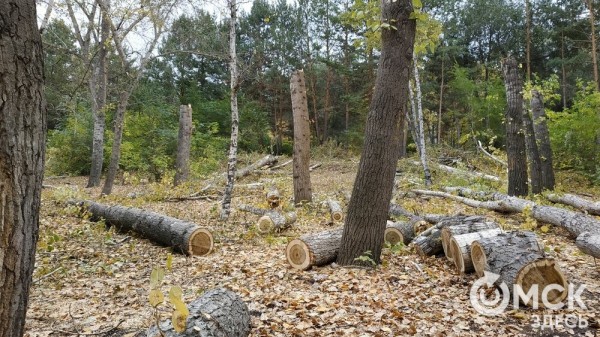 В Советском парке вырубают тополя и садят туи В Советском парке вырубают тополя и садят туи