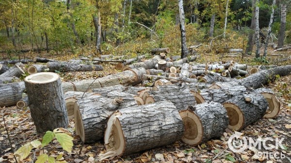В Советском парке вырубают тополя и садят туи В Советском парке вырубают тополя и садят туи