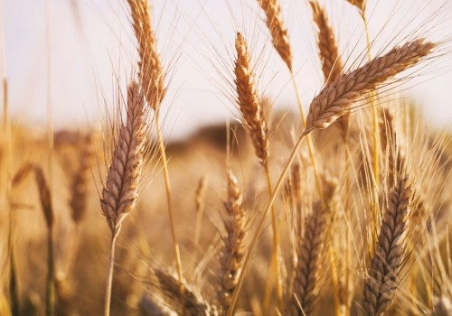 Омские аграрии уже намолотили 2,1 млн тонн зерна Омские аграрии уже намолотили 2,1 млн тонн зерна