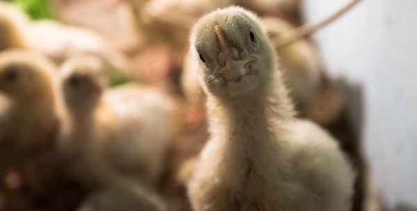 Птичий грипп ищут на четырёх омских птицефабриках Птичий грипп ищут на четырёх омских птицефабриках