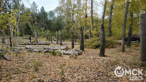 В Советском парке вырубают тополя и садят туи В Советском парке вырубают тополя и садят туи