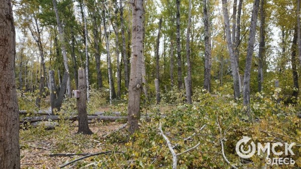 В Советском парке вырубают тополя и садят туи В Советском парке вырубают тополя и садят туи