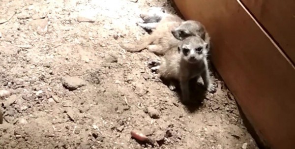 В Большереченском зоопарке семья сурикатов стала многодетной