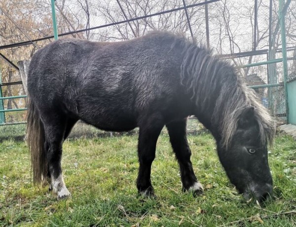 Раскованная гуанако переехала в омский зоопарк Раскованная гуанако переехала в омский зоопарк