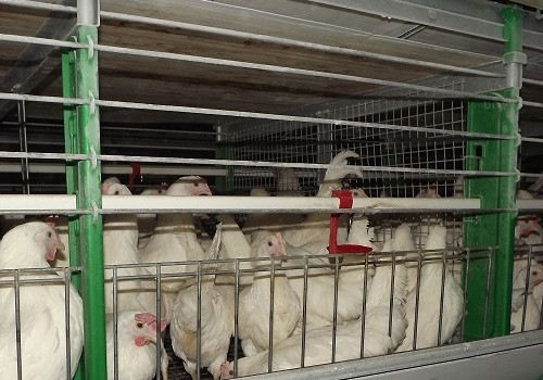 На Иртышской птицефабрике сняли карантин, туда завезли первое яйцо для восстановления поголовья