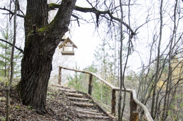 На Тарских увалах цветут орхидеи и прилетают из Африки перелётные бабочки