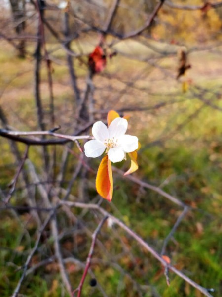 В середине осени в Омске зацвели яблоня и шиповник
