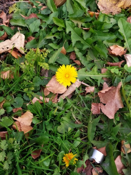 В середине осени в Омске зацвели яблоня и шиповник