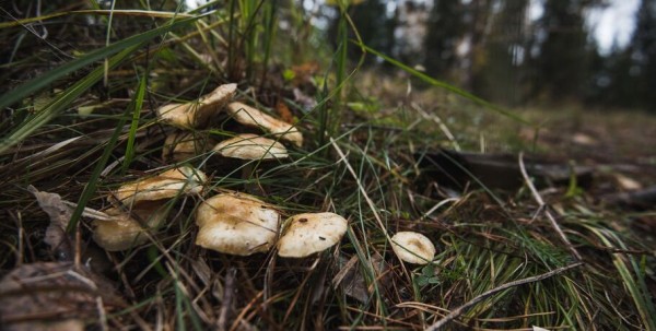 После заморозков и мокрого снега в Омске ненадолго потеплеет