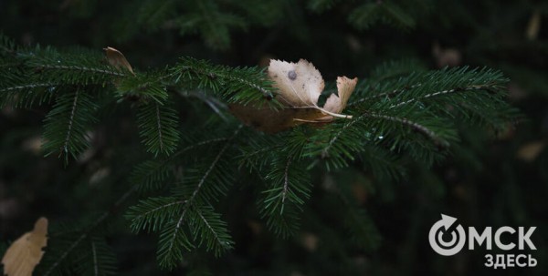 В Омской области потеплеет до +15 градусов