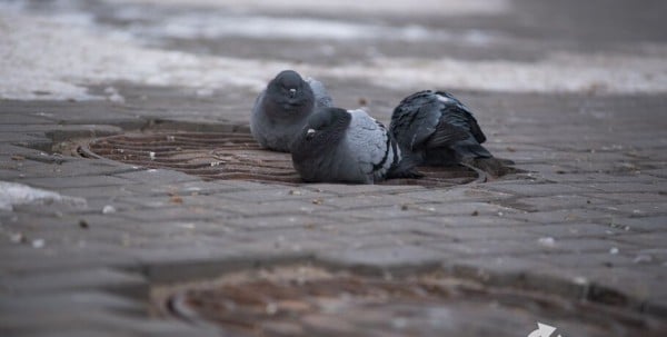 В Омске на один день потеплеет до +10 градусов