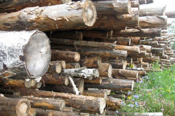 Лес - это не только дрова. Незаконным рубкам даст бой государство