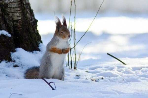 Синоптики рассказали, когда ляжет снег в Омской области