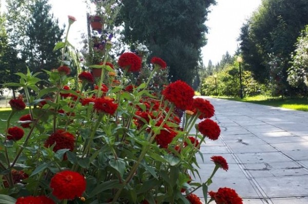 В Омске слушания по судьбе дендросада отменили из-за коронавируса