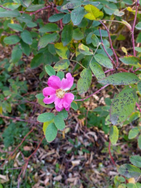 В середине осени в Омске зацвели яблоня и шиповник