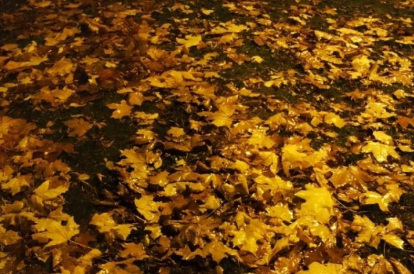 В Омскую область вернётся тёплая осенняя погода