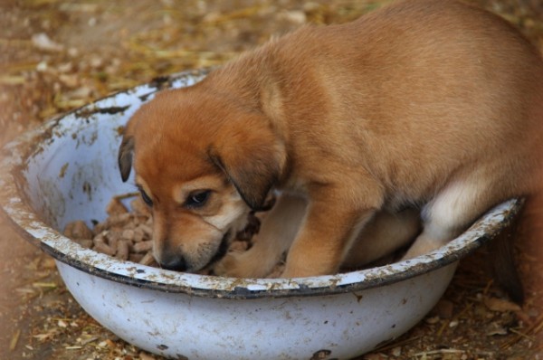 Битва против собак. Жалоб на агрессивные стаи в Омске становится всё больше