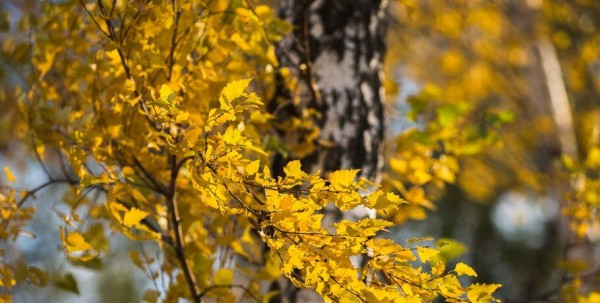 Омичи провожают последние тёплые дни осени