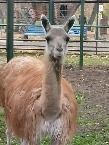 Раскованная гуанако переехала в омский зоопарк Раскованная гуанако переехала в омский зоопарк