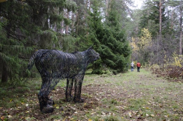 На Тарских увалах цветут орхидеи и прилетают из Африки перелётные бабочки