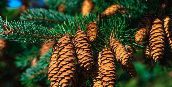 На территории БСМП № 2 в Омске появится хвойная аллея здоровья