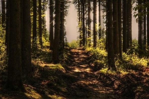 Лес - это не только дрова. Незаконным рубкам даст бой государство