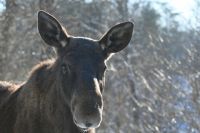 В Омской области спасали лося, упавшего в глубокую канаву
