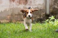 Битва против собак. Жалоб на агрессивные стаи в Омске становится всё больше