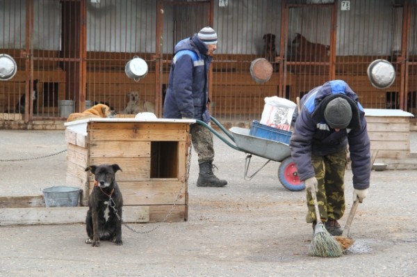 Битва против собак. Жалоб на агрессивные стаи в Омске становится всё больше