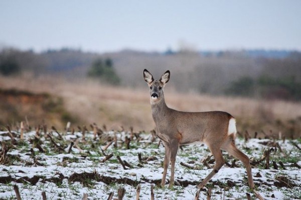 Омич заплатил 500 тыс. руб. за убитую косулю