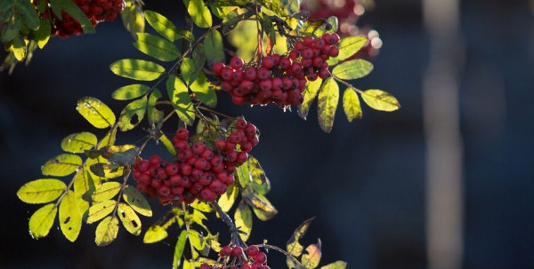 При отсутствии в аптеках лекарств россиянам советуют употреблять рябину